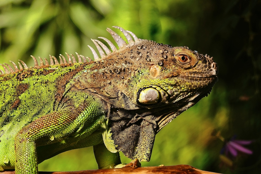 grüner Leguan