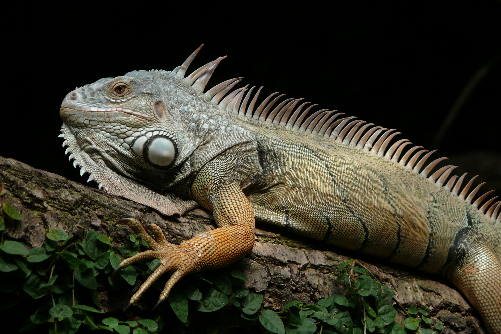 Grüner Leguan