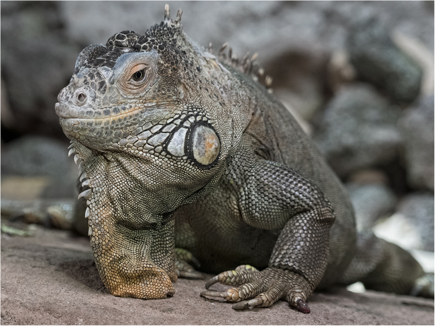 Grüner Leguan.....