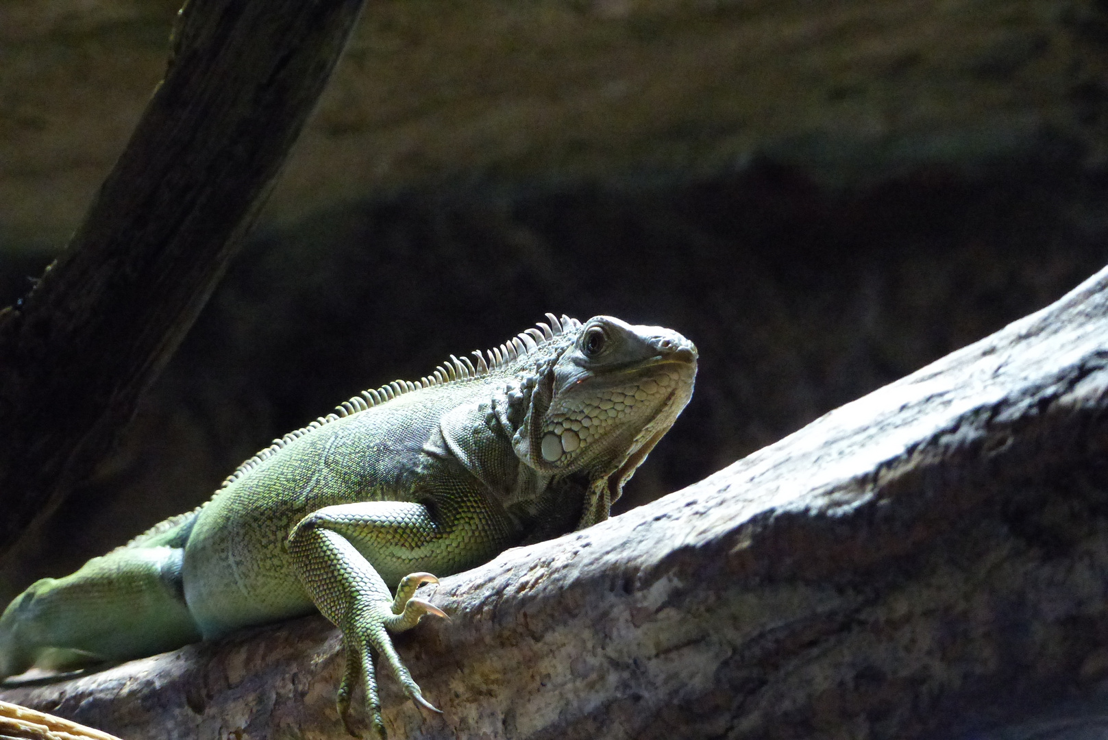 grüner Leguan