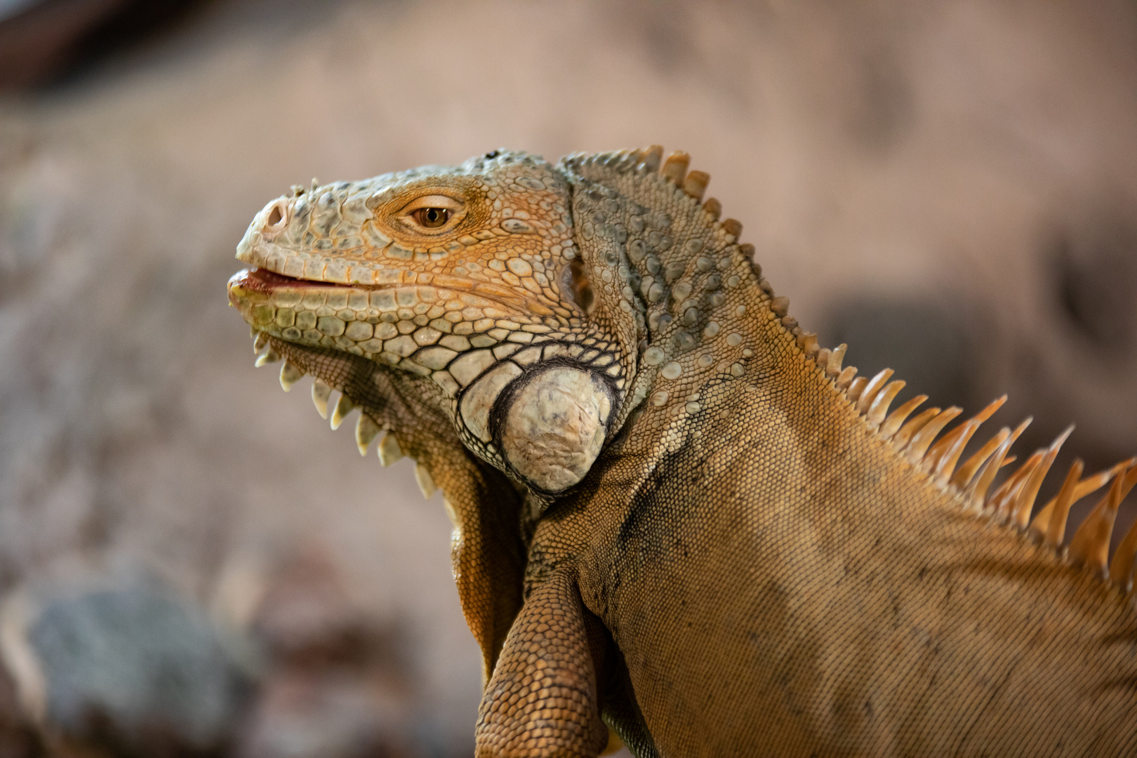 grüner Leguan