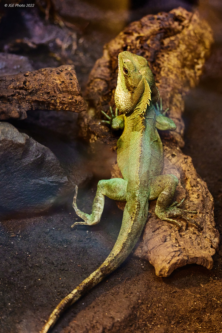 Grüner Leguan am Stein