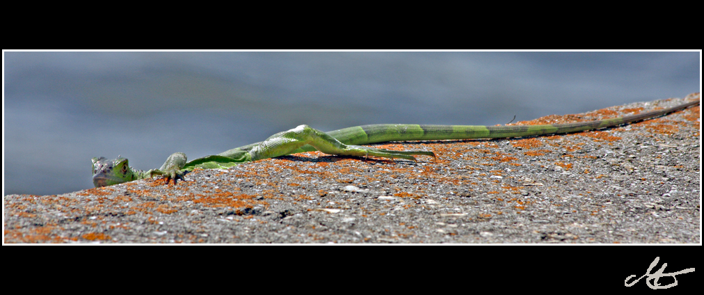 grüner Leguan auf der Mauer ?