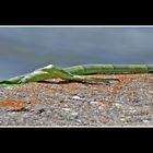 grüner Leguan auf der Mauer ?