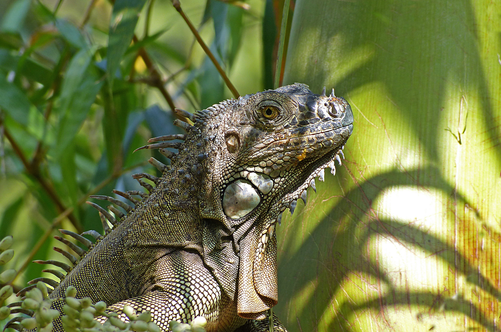 Grüner Leguan auf der Palme