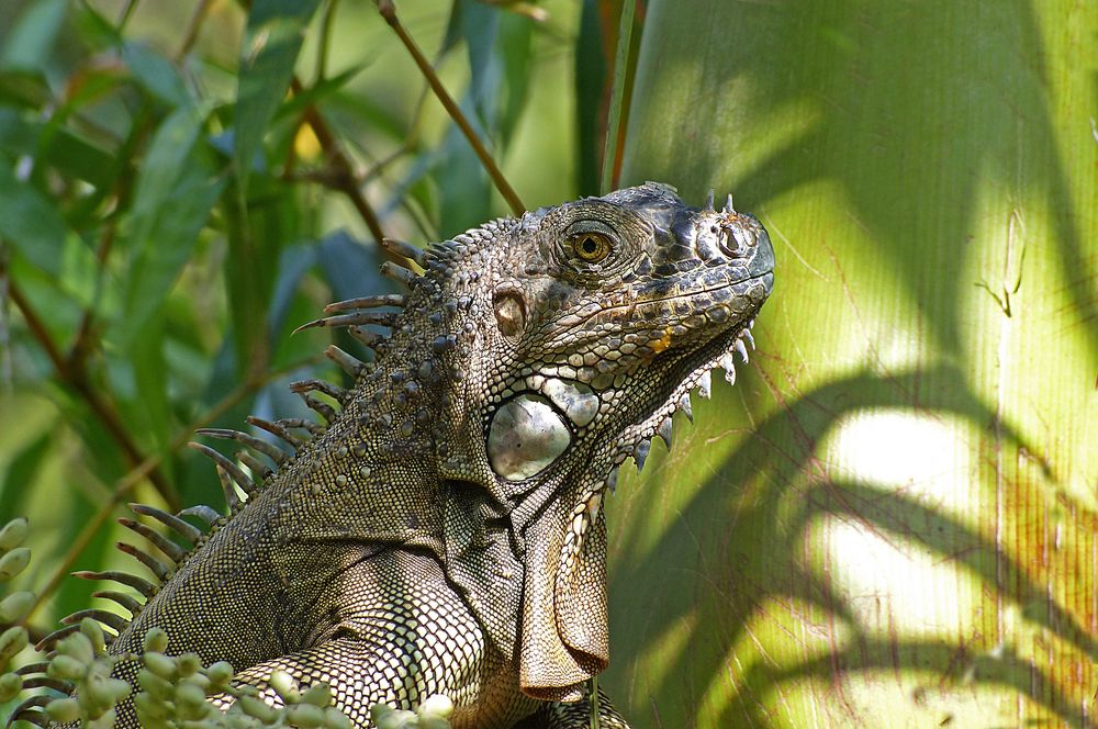 Grüner Leguan auf der Palme