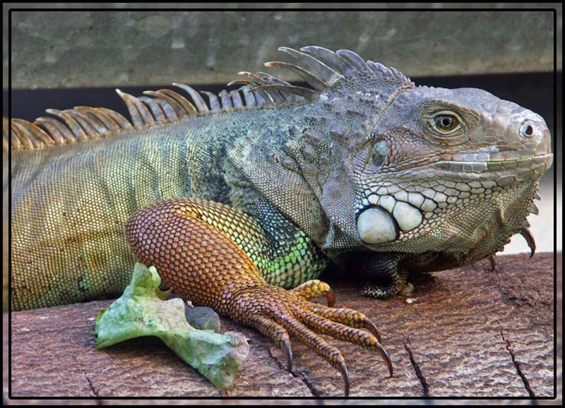 Grüner Leguan aus`m Osnabrücker Zoo