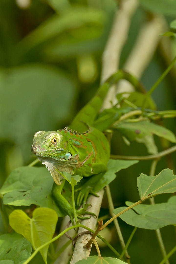 Grüner Leguan