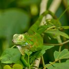 Grüner Leguan