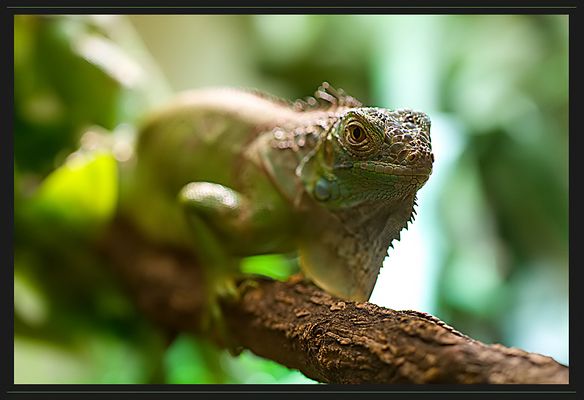 Grüner Leguan