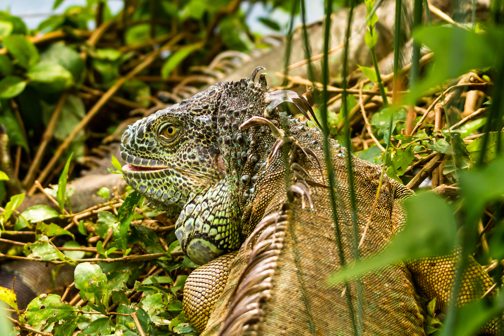 Grüner Leguan