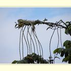 Grüner Leguan beim faulenzen