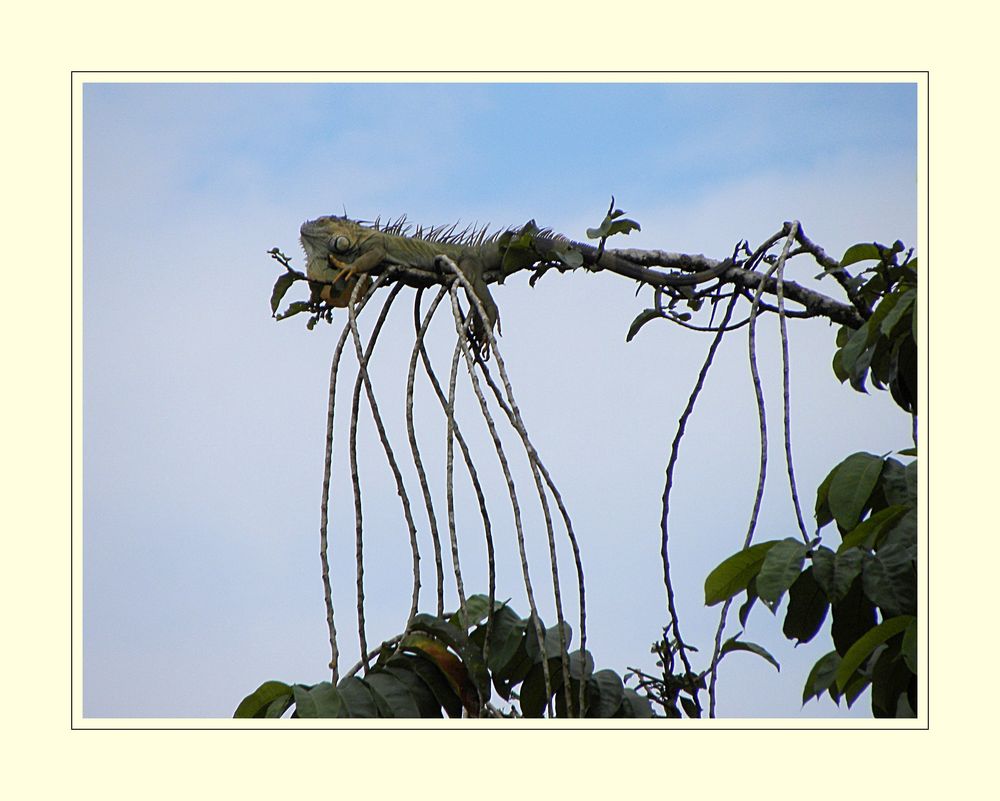 Grüner Leguan beim faulenzen