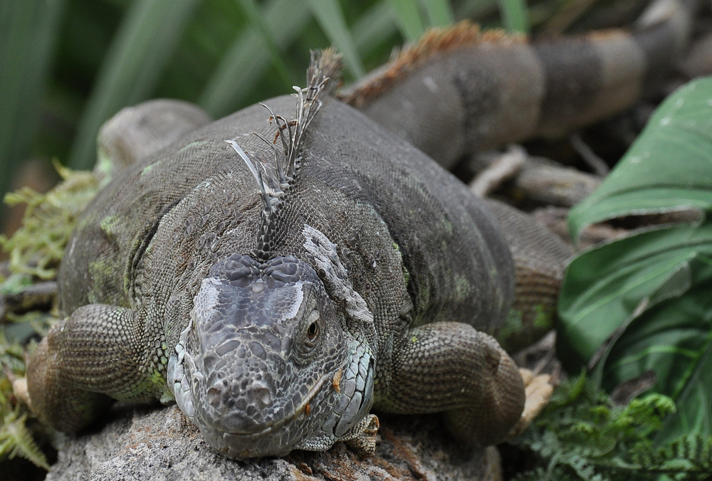 Grüner-Leguan beim relaxen