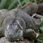 Grüner-Leguan beim relaxen