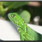 Grüner Leguan beim Sonnenbad