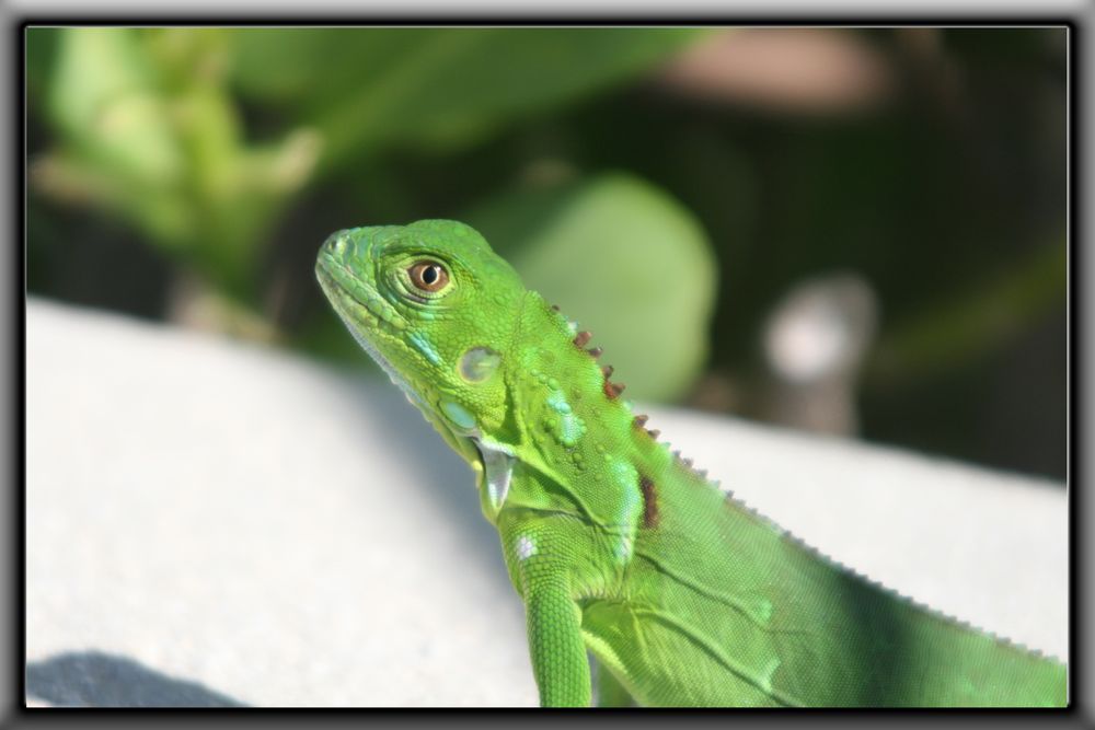 Grüner Leguan beim Sonnenbad