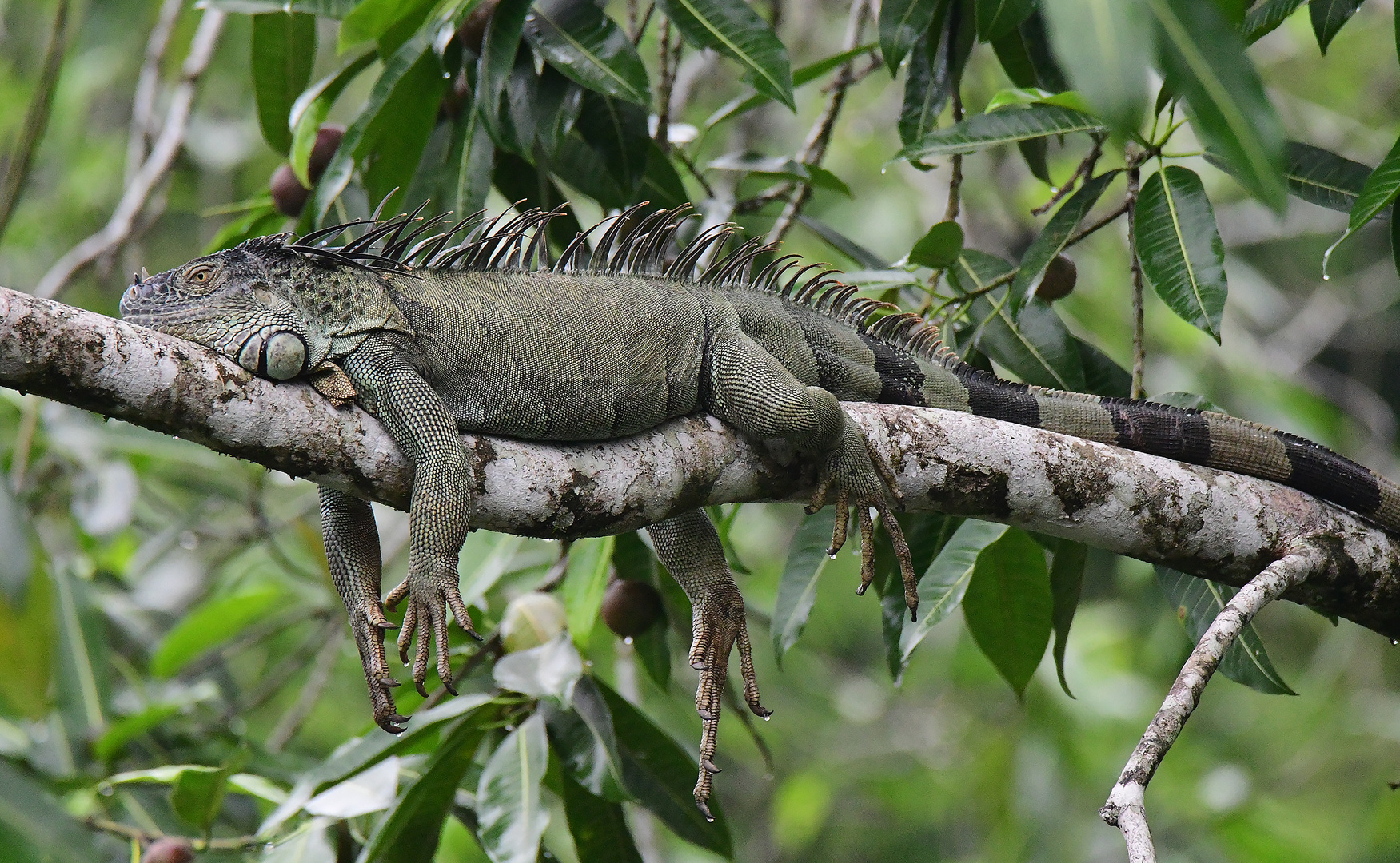 grüner Leguan