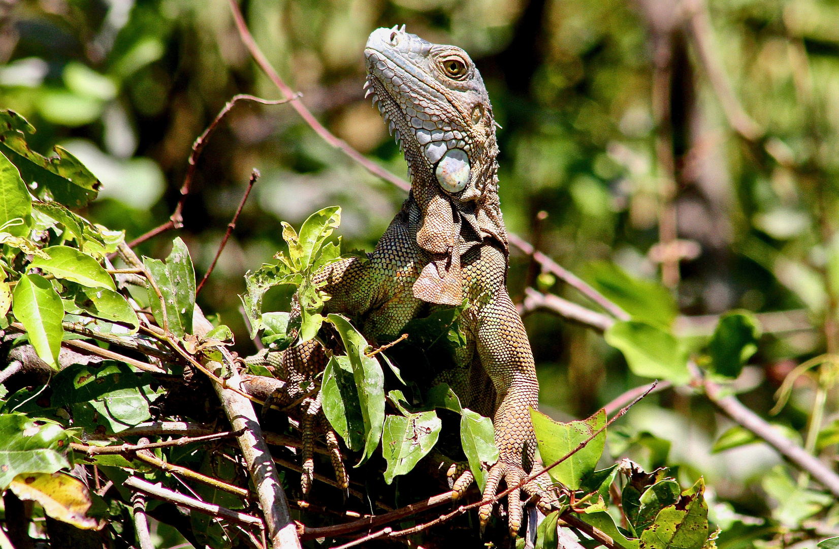 Grüner Leguan