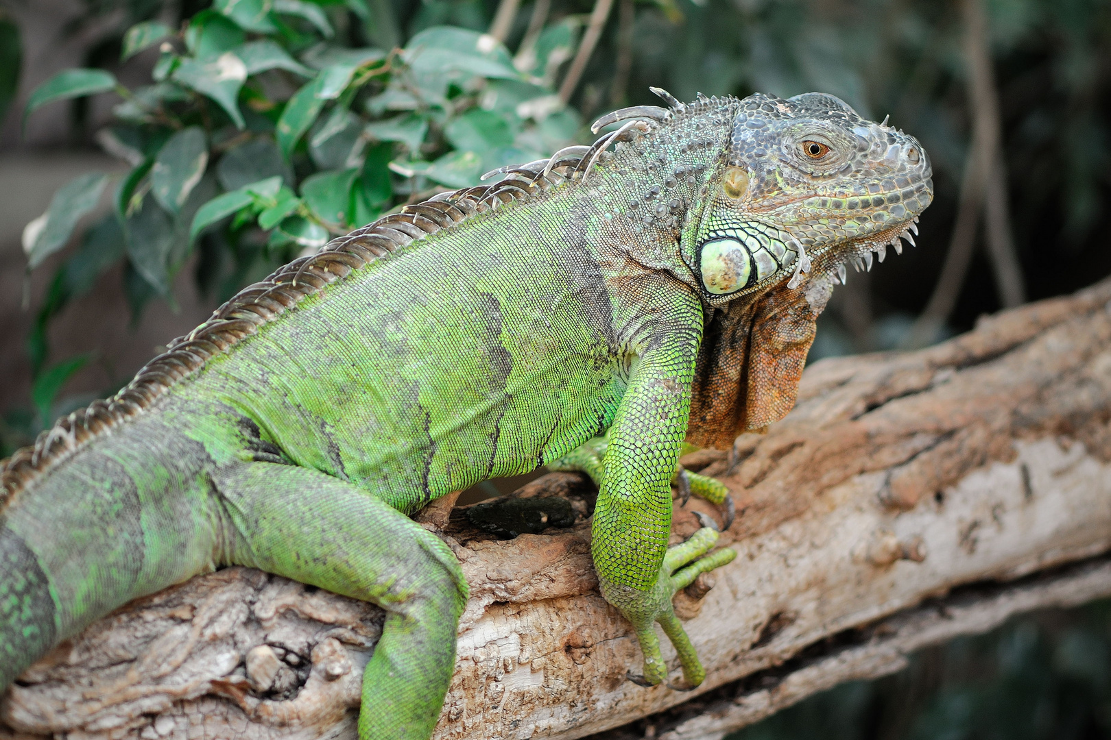 Grüner Leguan