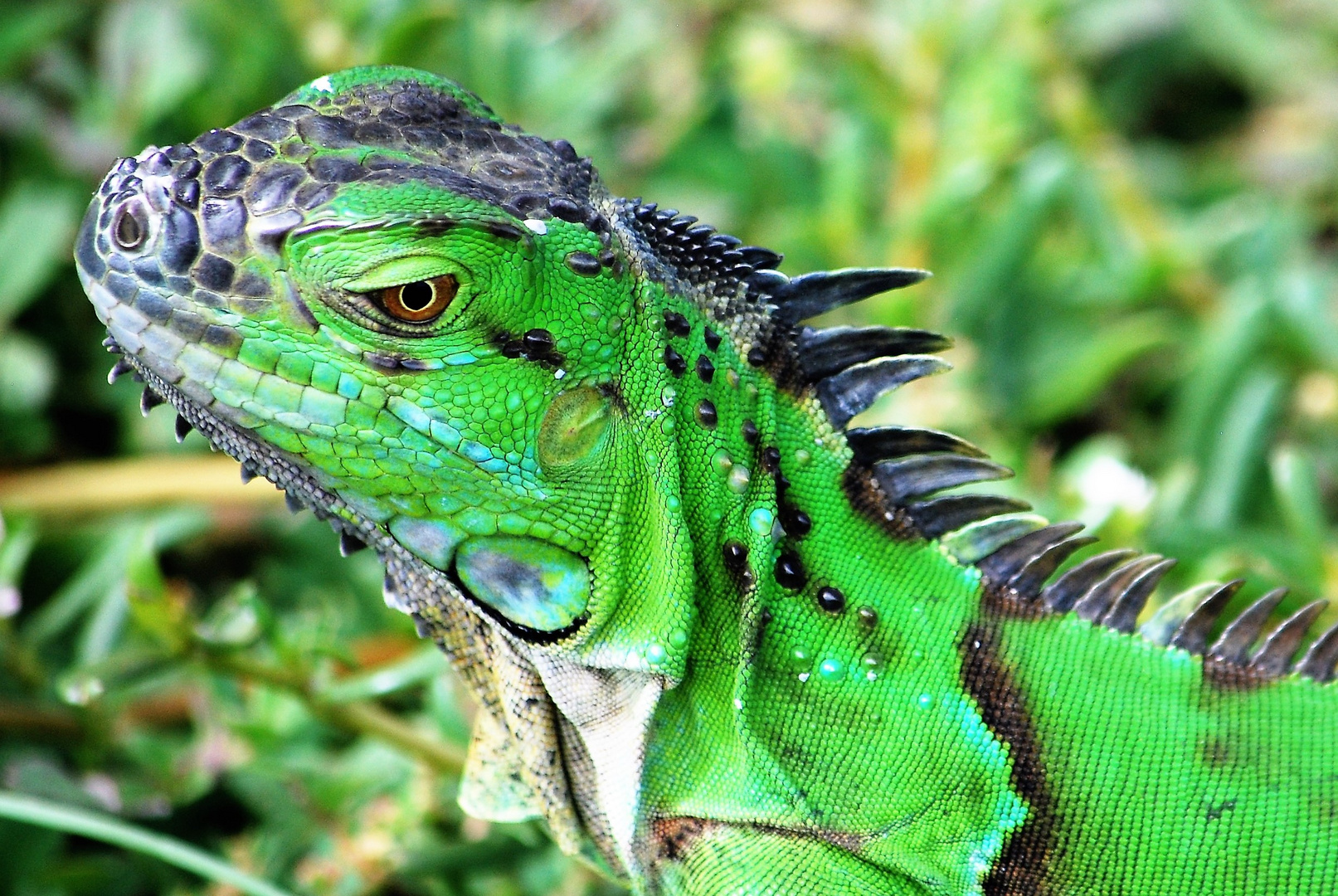 Grüner Leguan