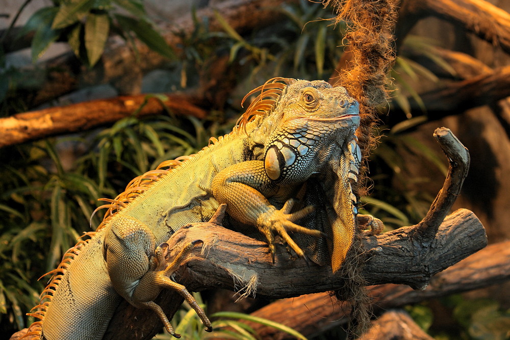 Grüner Leguan