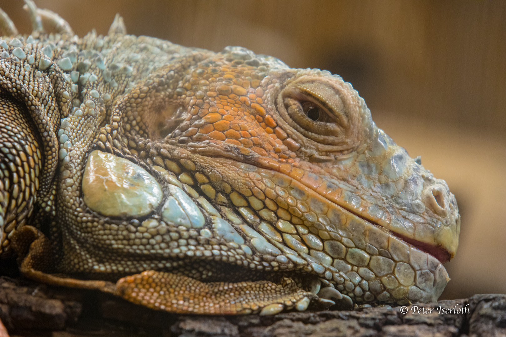 Grüner Leguan (Captive)