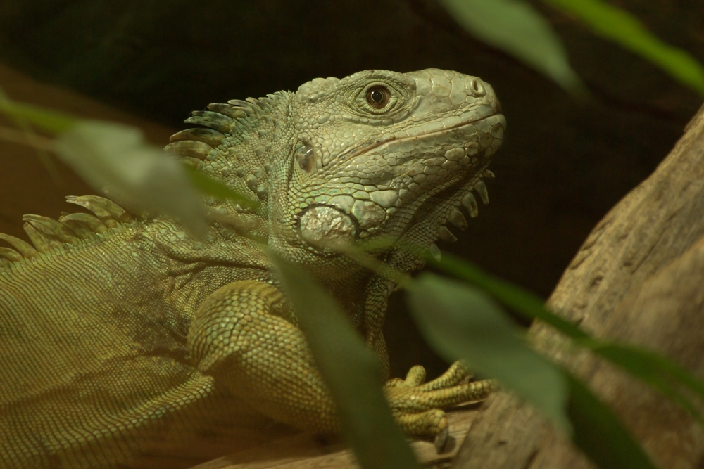 Grüner Leguan