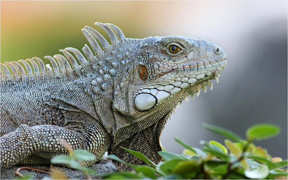 Grüner Leguan