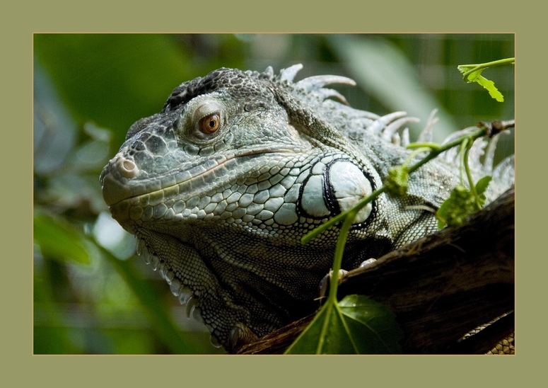 Grüner Leguan