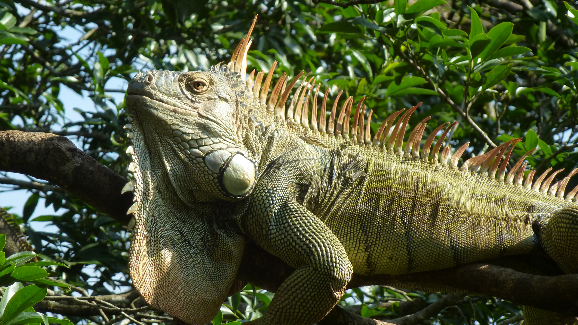 grüner Leguan, Costa Rica