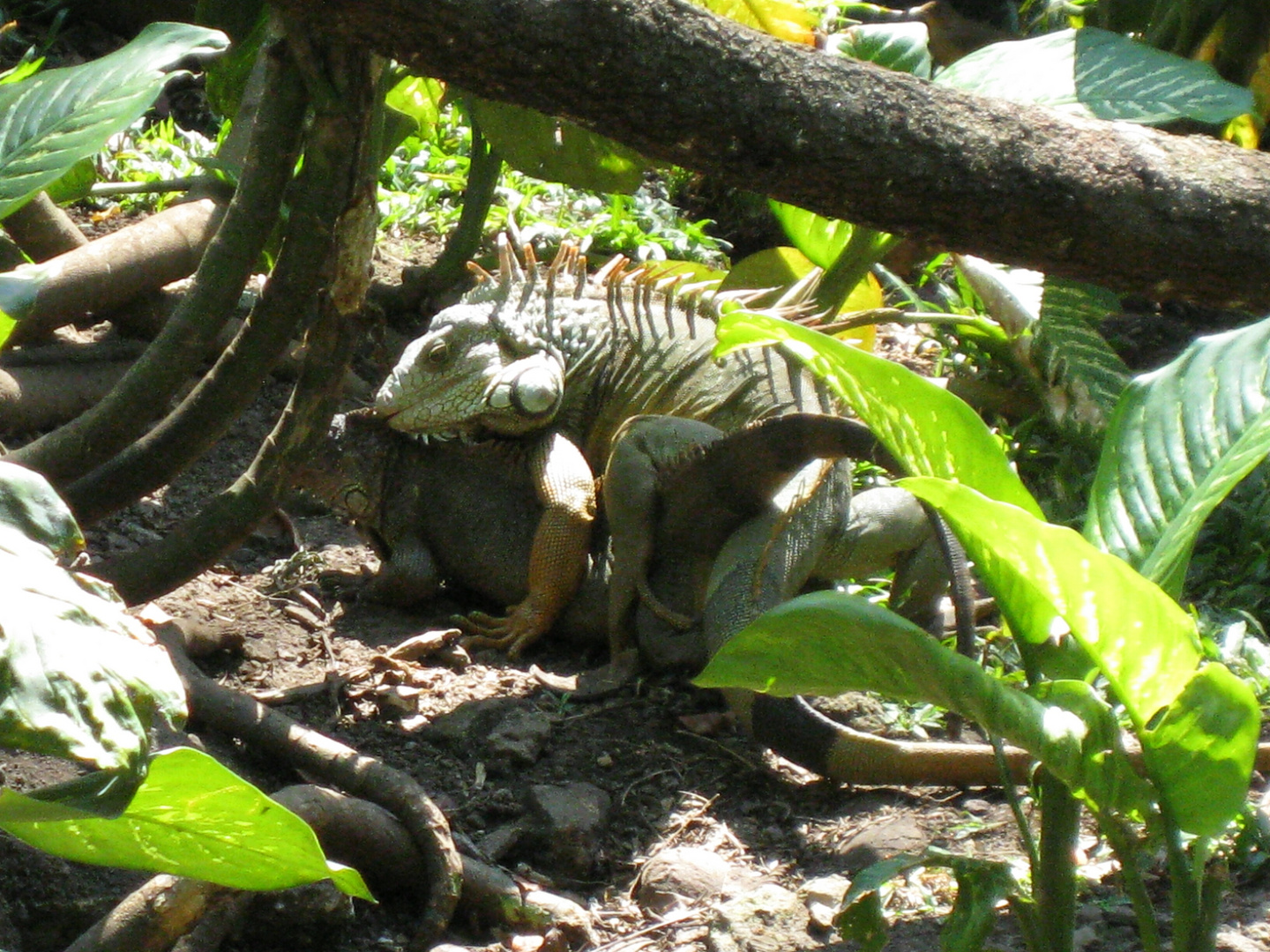 Grüner Leguan - Costa Rica