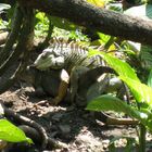 Grüner Leguan - Costa Rica