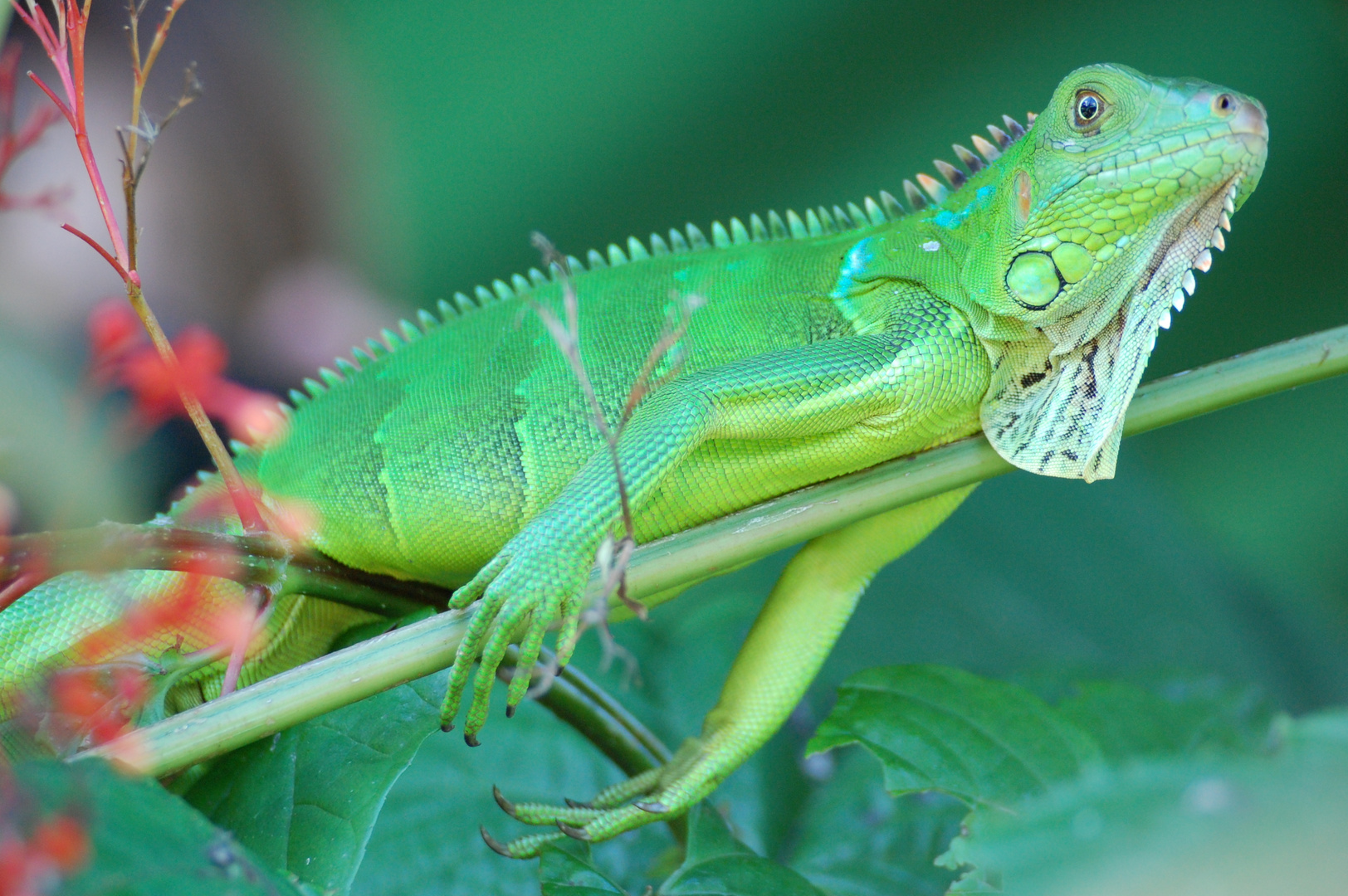 Grüner Leguan - Costa Rica