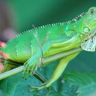 Grüner Leguan - Costa Rica