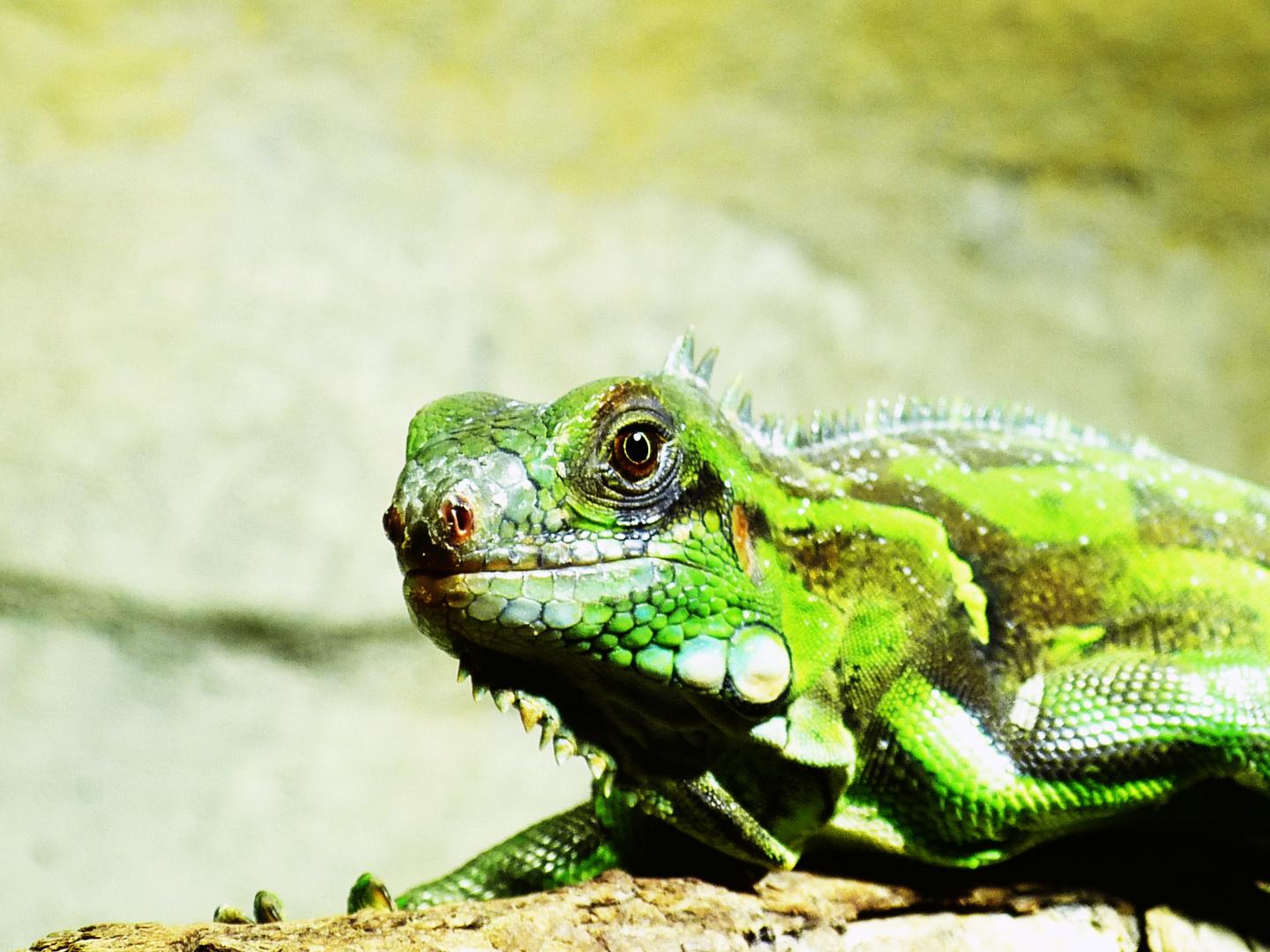 Grüner Leguan?