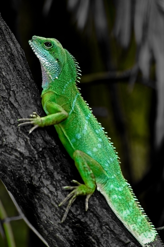 grüner Leguan