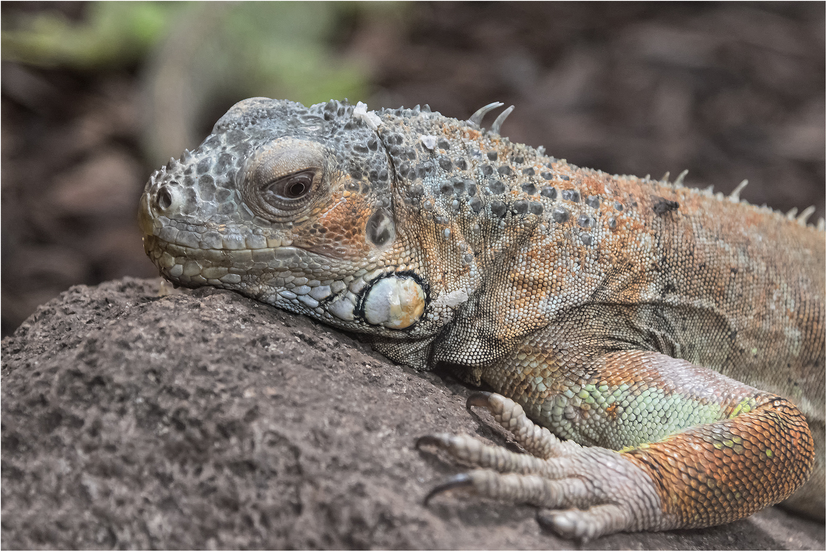 Grüner Leguan