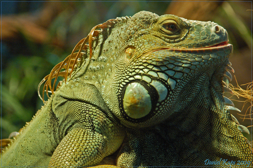 Grüner Leguan die Zweite