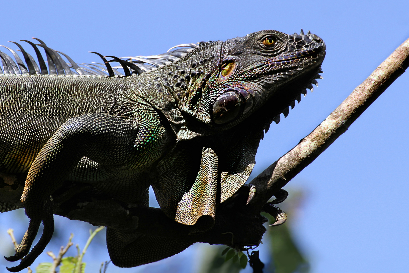 Grüner Leguan