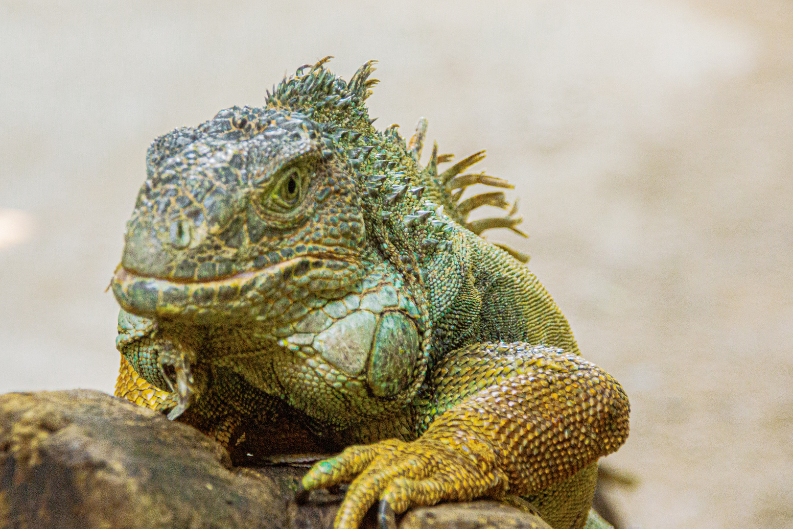 Grüner Leguan