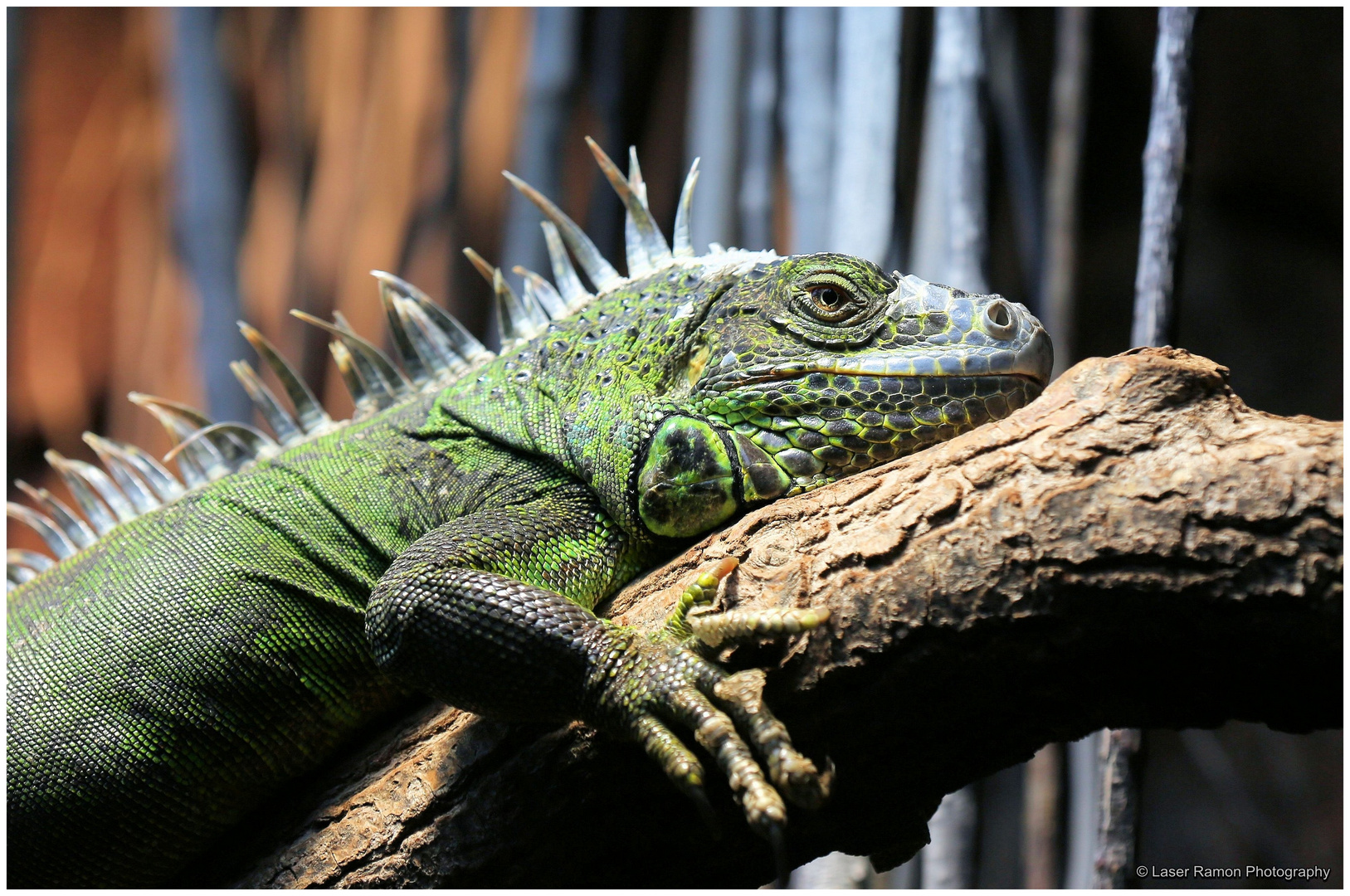 Grüner Leguan