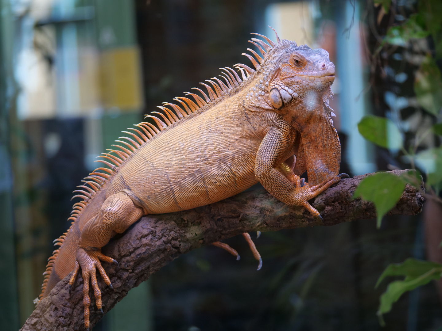 Grüner Leguan