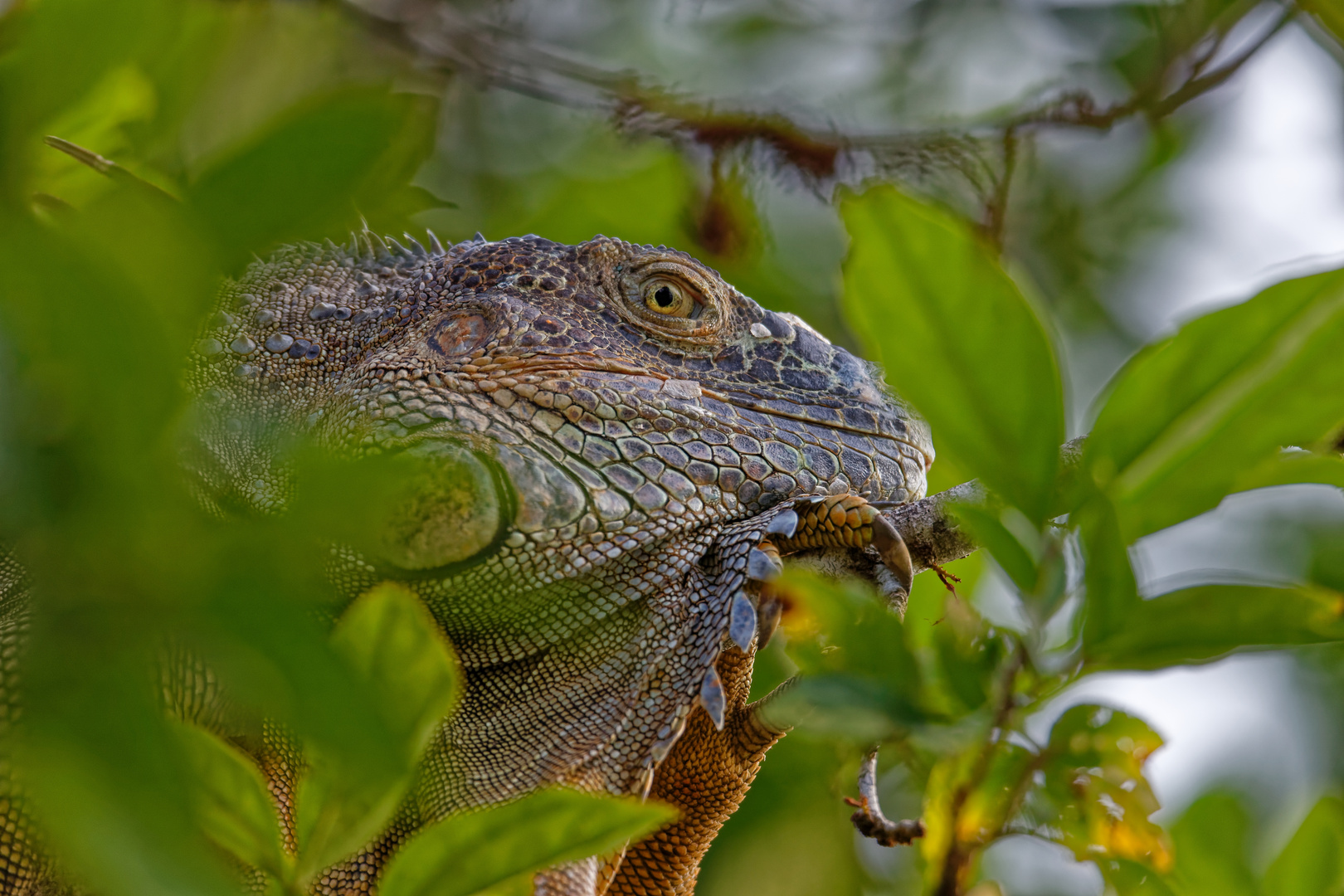 Grüner Leguan