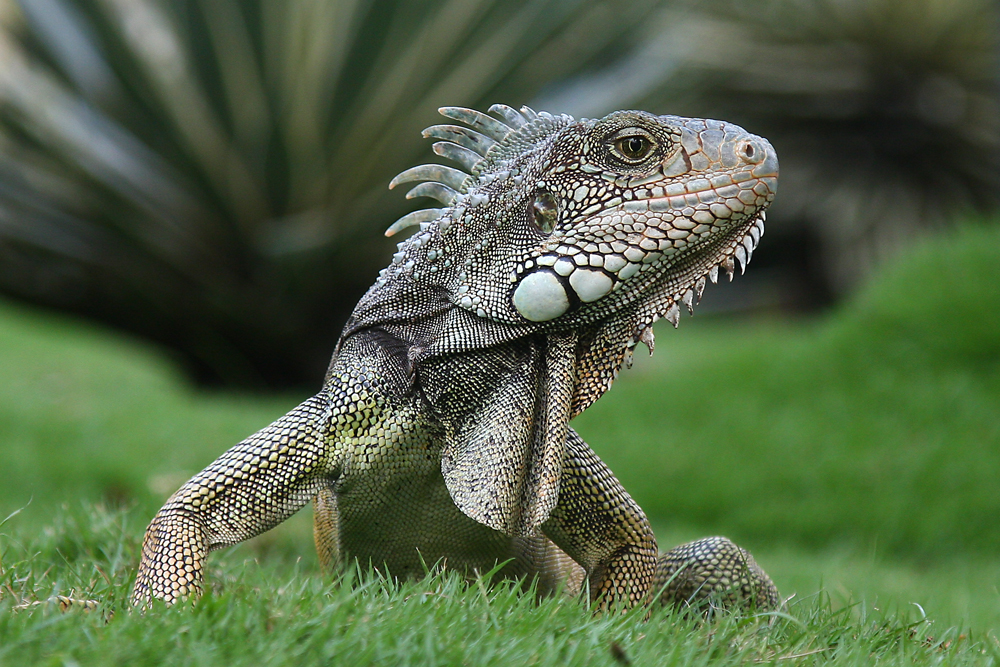 Grüner Leguan