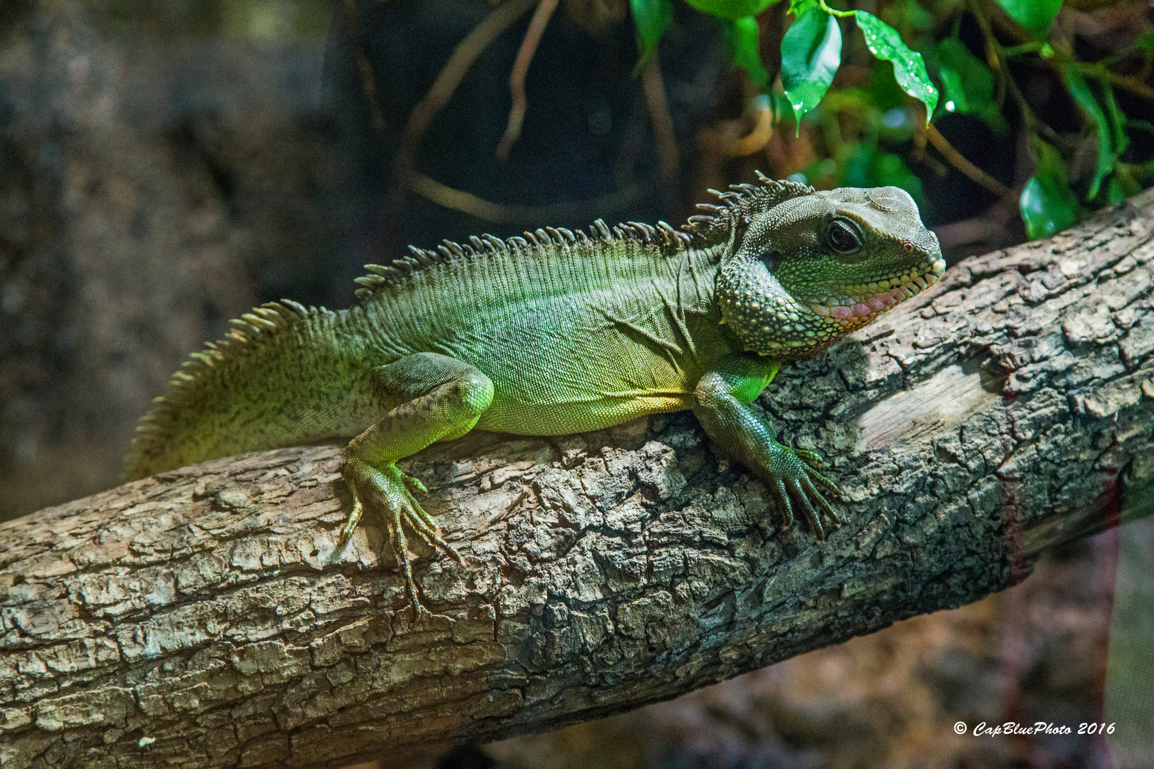 Grüner Leguan