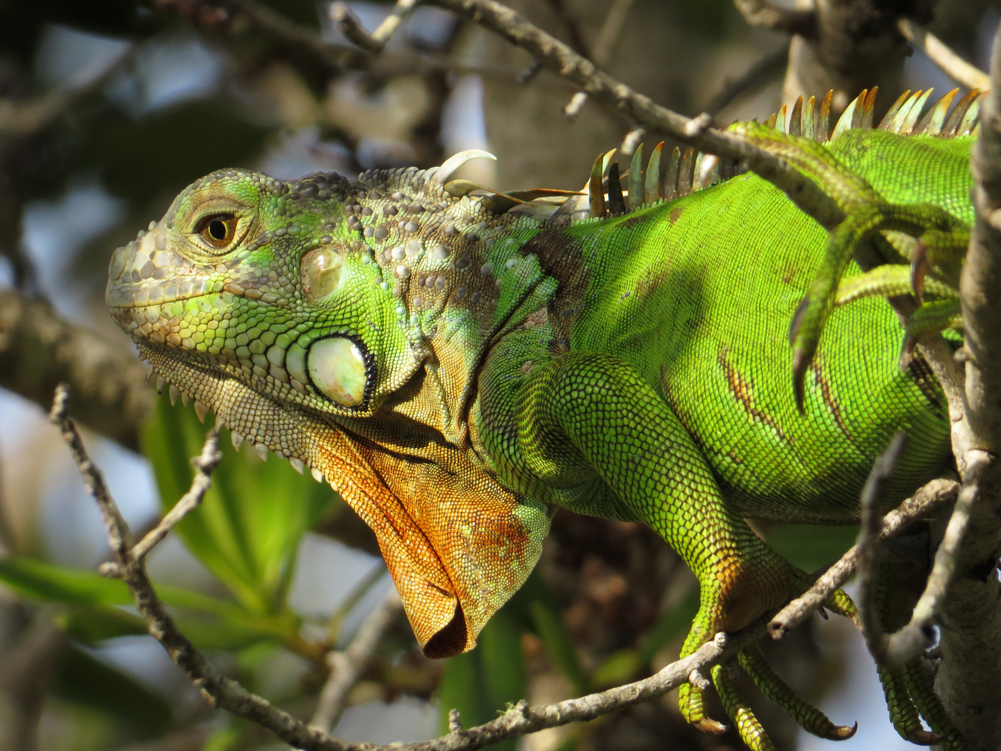 Grüner Leguan