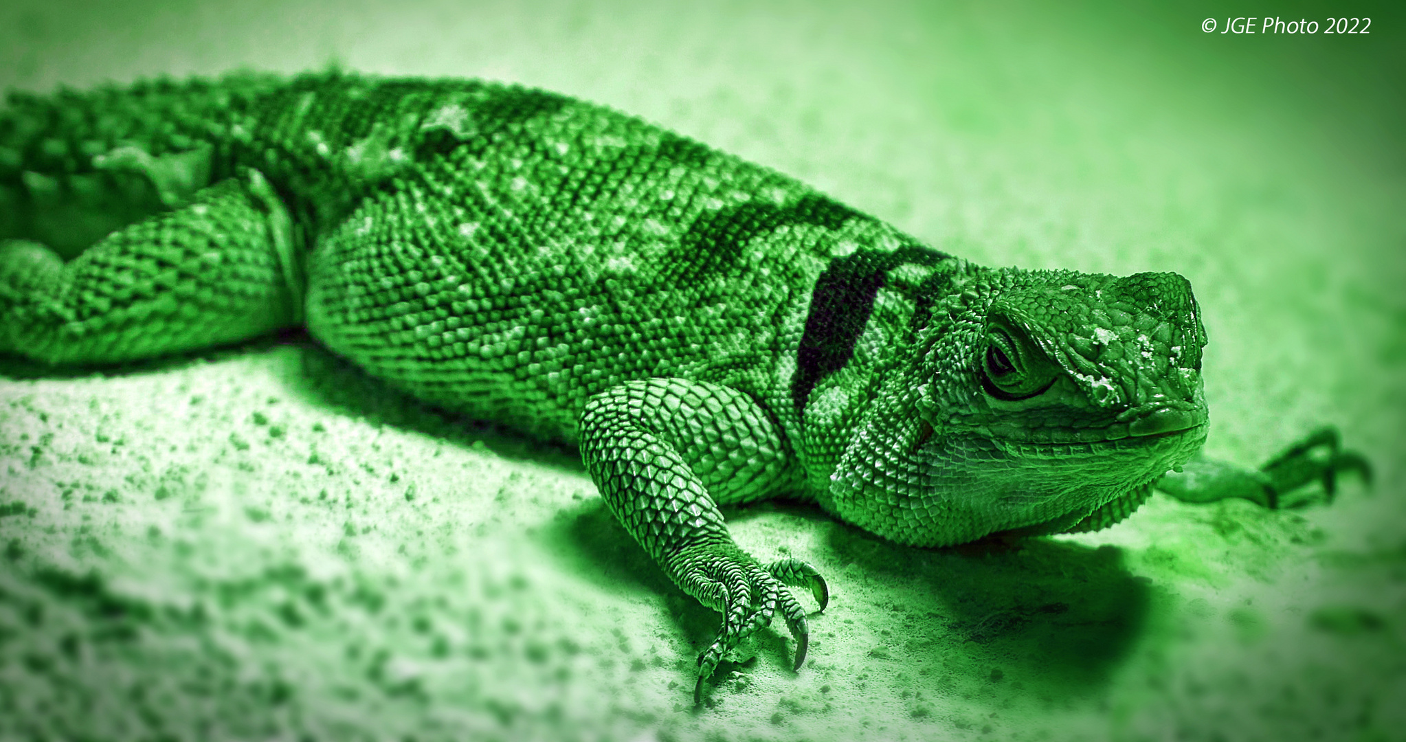 Grüner Leguan Foto &amp; Bild | tiere, zoo, wildpark &amp; falknerei, amphibien ...