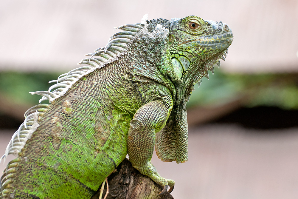 Grüner Leguan Foto & Bild | tiere, zoo, wildpark & falknerei, amphibien ...