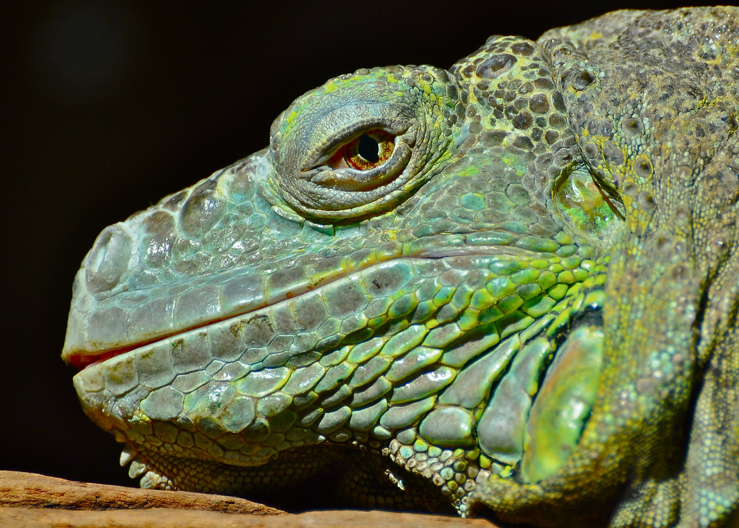 Grüner Leguan